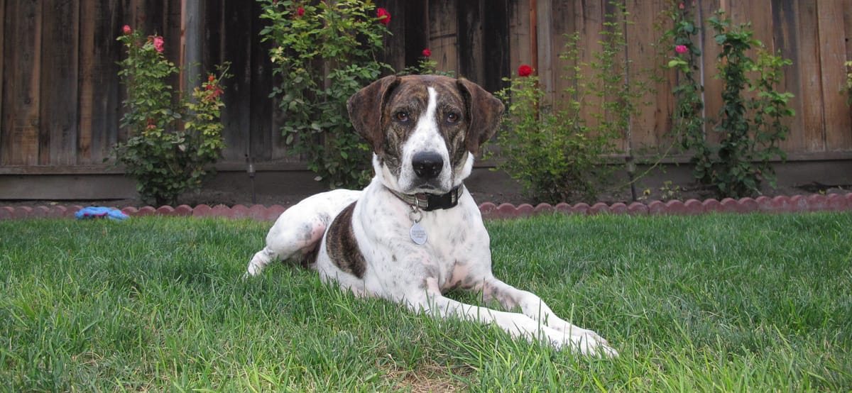 Asshats - dog edition