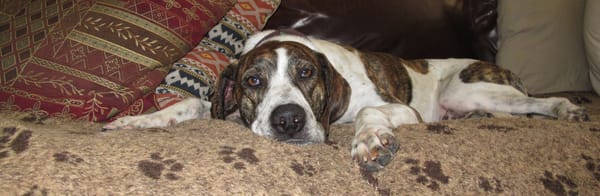 Good day for a Dog Walk