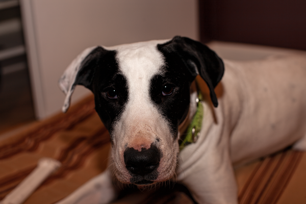 Not a great night - Dog Edition